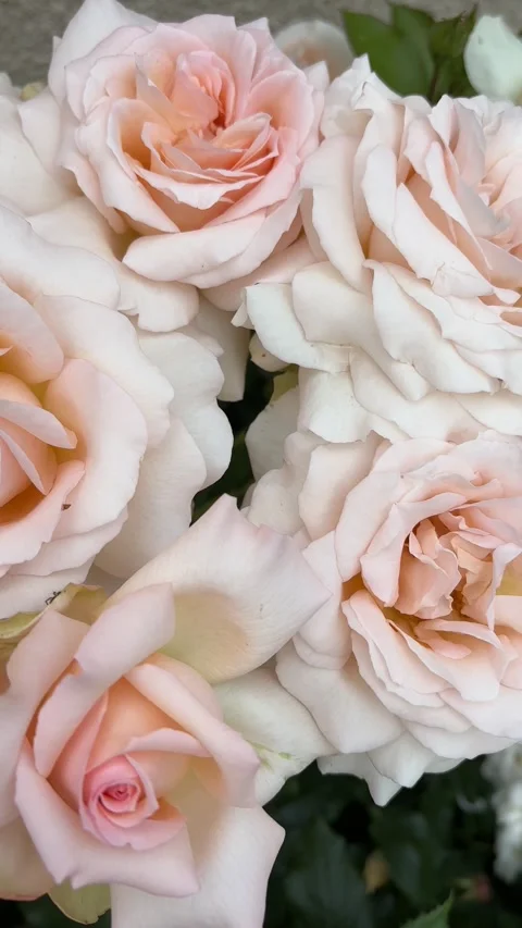 Vertical 4K macro panning of elegant pastel hybrid tea roses. 스톡 동영상 337960050