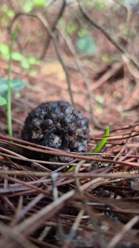 Vertical 4K Macro of a Pine Cone Resting on Forest Floor Among Pine Needles Stock Footage 331633054
