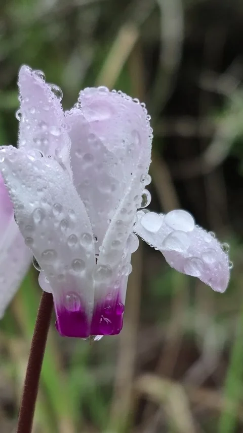 Vertical 4K Macro of a Purple Cyclamen Flower Covered in Raindrops Stock Footage 331632930