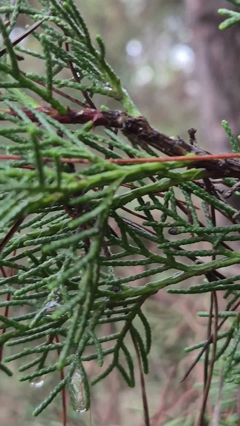 Vertical 4K Macro of a Retama Branch Covered in Raindrops Stock Footage 331632908