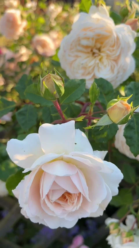 Vertical 4K macro shot of delicate pink rose with buds at golden hour. 스톡 동영상 338132707
