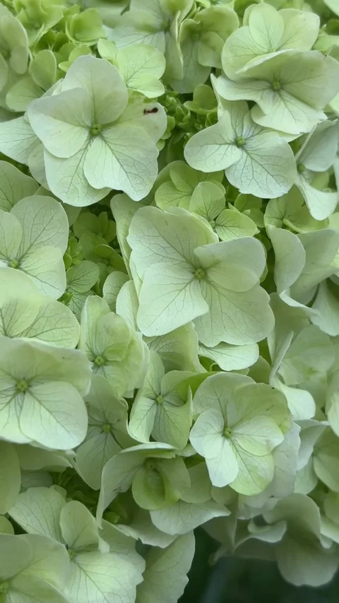 Vertical 4K macro shot of light green hydrangea flowers texture. 스톡 동영상 338132785