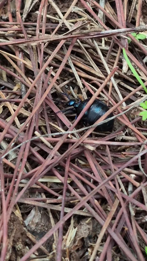 Vertical 4K macro of a tiny insect walking between green pine needles Stock Footage 331632511