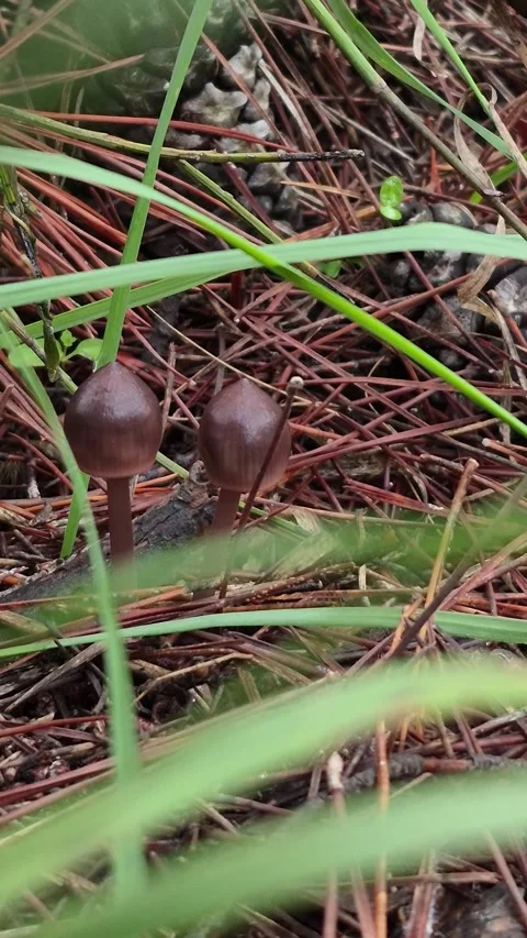 Vertical 4K Macro of Two Mushrooms Growing Among Pine Needles and Grass Stock Footage 331633001