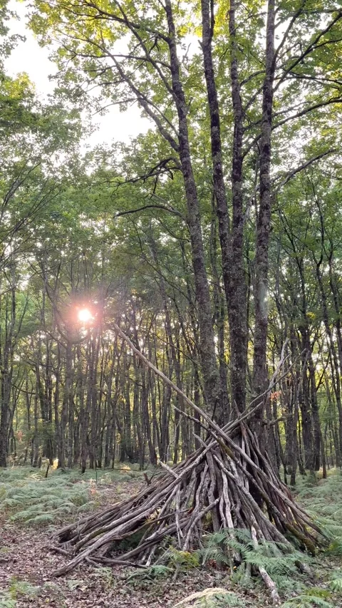 Vertical 4K magic sun beams over rustic stick shelter in summer woods. 스톡 동영상 337727126