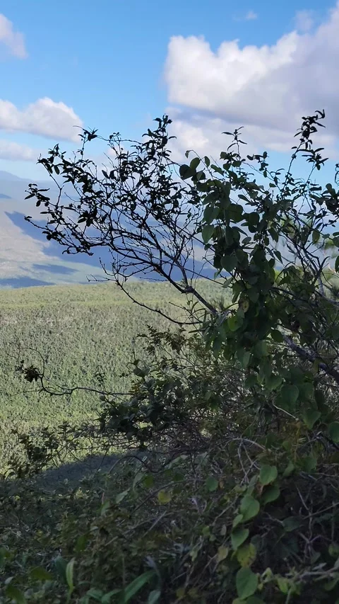 Vertical 4K panoramic green valley landscape framed by trees Vidéo 329074667