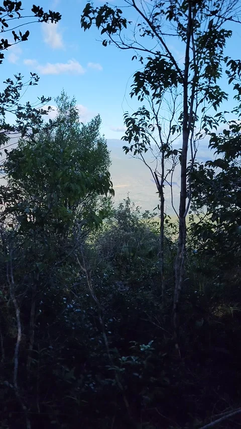 Vertical 4K panoramic green valley landscape framed by trees 스톡 동영상 329074802