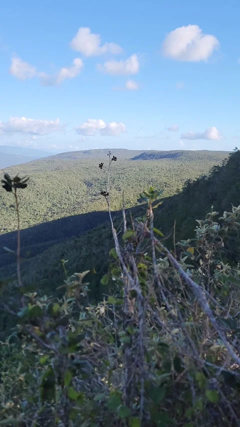 Vertical 4K panoramic green valley landscape framed by trees Vidéo 329074876