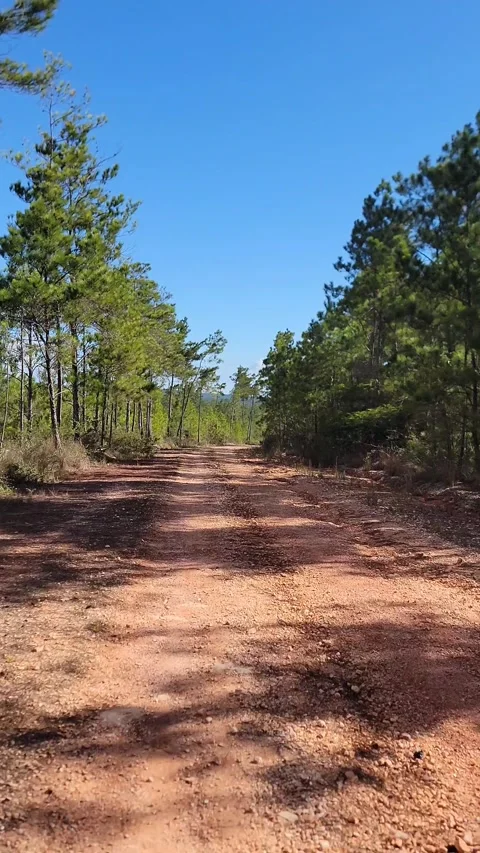 Vertical 4K pine forest dirt path at sunset with wind and sun rays through trees Stock Footage 329074232