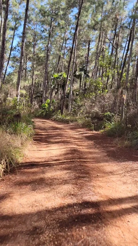 Vertical 4K pine forest dirt path at sunset with wind and sun rays through trees Stock Footage 329074280