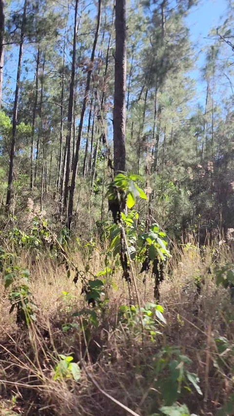 Vertical 4K pine forest dirt path at sunset with wind and sun rays through trees Stock Footage 329074290