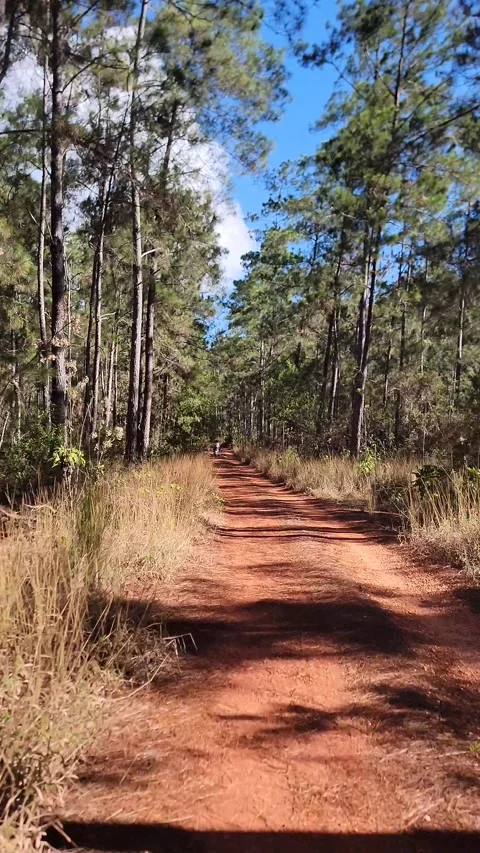 Vertical 4K pine forest dirt path at sunset with wind and sun rays through trees Stock-Footage 329074333