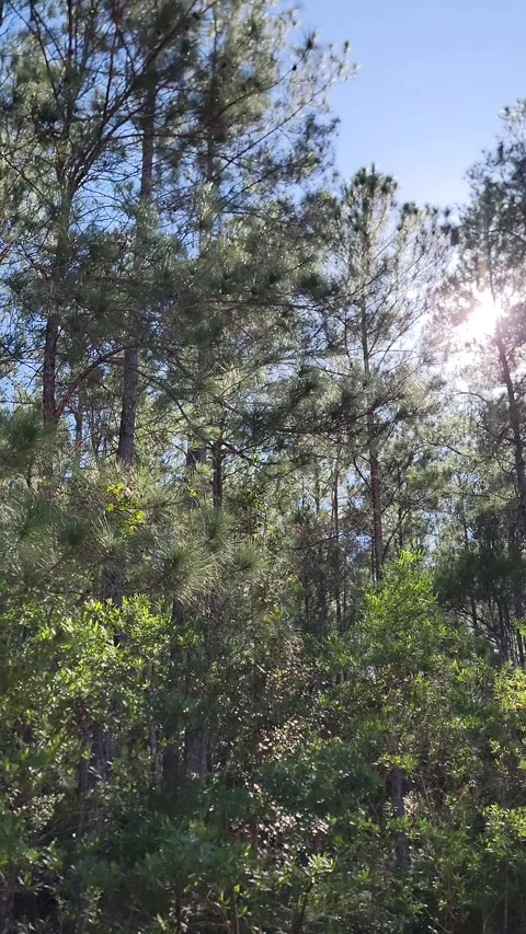 Vertical 4K pine forest dirt path at sunset with wind and sun rays through trees 스톡 동영상 329074366