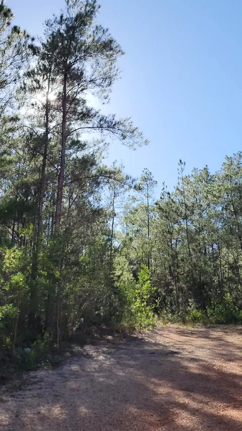 Vertical 4K pine forest dirt path at sunset with wind and sun rays through trees Stock Footage 329074426