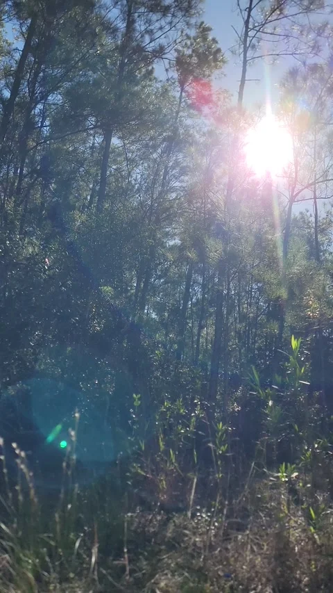 Vertical 4K pine forest dirt path at sunset with wind and sun rays through trees Stock Footage 329074503