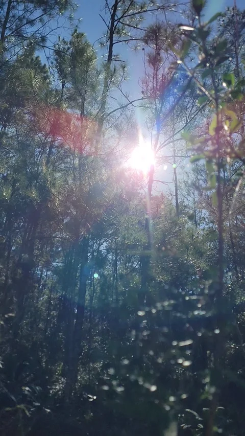 Vertical 4K pine forest dirt path at sunset with wind and sun rays through trees Stock Footage 329074520