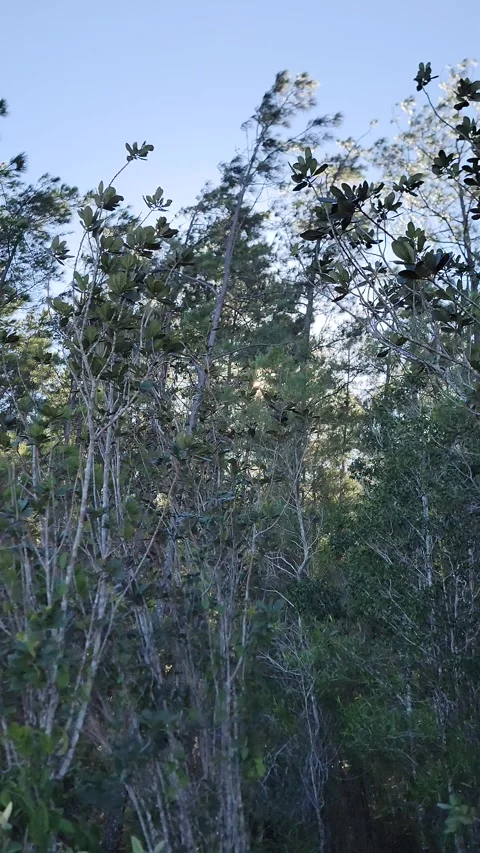 Vertical 4K pine forest dirt path at sunset with wind and sun rays through trees 스톡 동영상 329074939