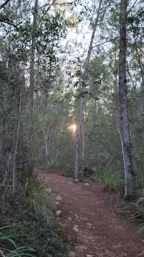 Vertical 4K pine forest dirt path at sunset with wind and sun rays through trees Stock-Footage 329075324