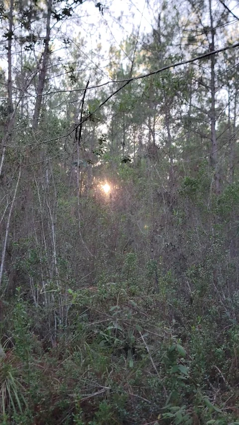 Vertical 4K pine forest dirt path at sunset with wind and sun rays through trees Stock-Footage 329075382