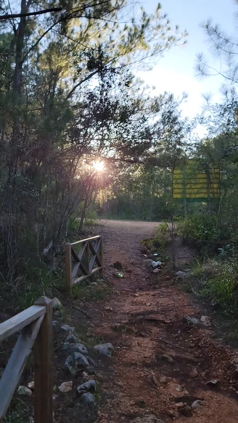 Vertical 4K pine forest dirt path at sunset with wind and sun rays through trees 스톡 동영상 329075388