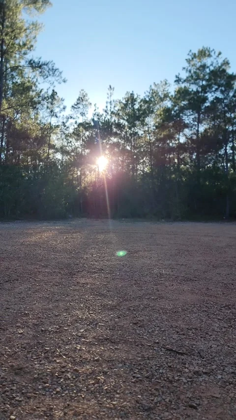 Vertical 4K pine forest dirt path at sunset with wind and sun rays through trees Vidéo 329075392