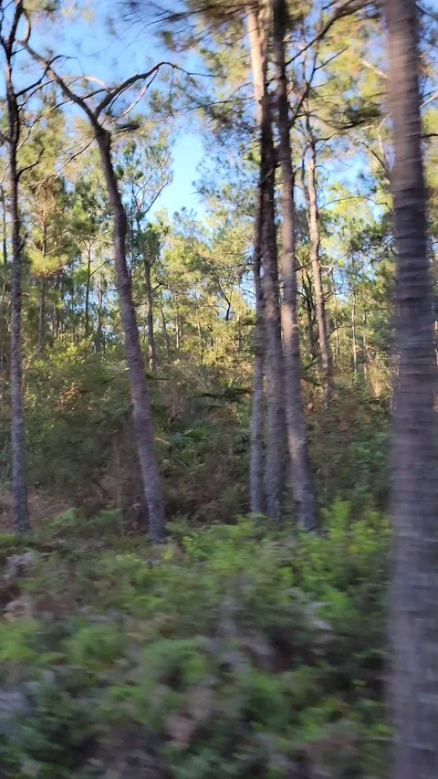 Vertical 4K pine forest dirt path at sunset with wind and sun rays through trees Video stock 329075423