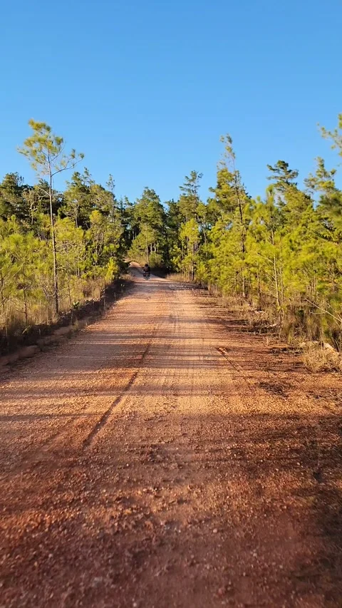 Vertical 4K pine forest dirt path at sunset with wind and sun rays through trees Video stock 329075425