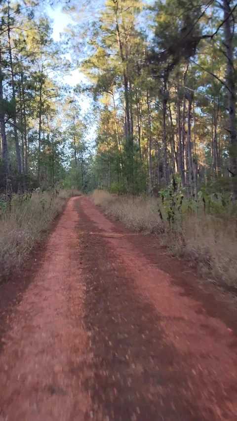 Vertical 4K pine forest dirt path at sunset with wind and sun rays through trees Stock-Footage 329075427