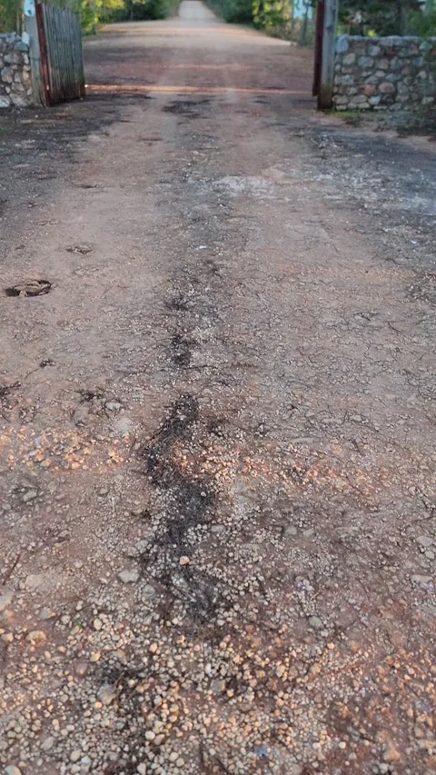 Vertical 4K pine forest dirt path at sunset with wind and sun rays through trees Stock Footage 329075453