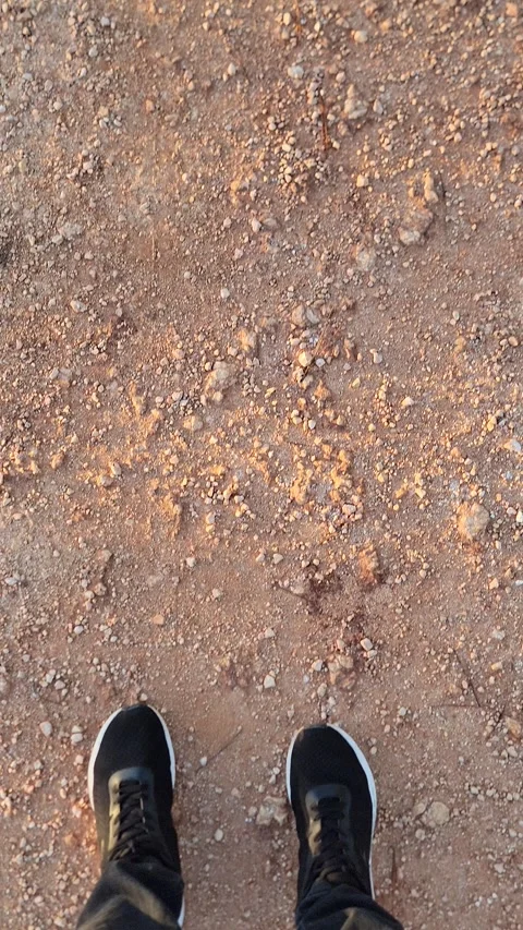 Vertical 4K pine forest dirt path at sunset with wind and sun rays through trees Stock Footage 329075603