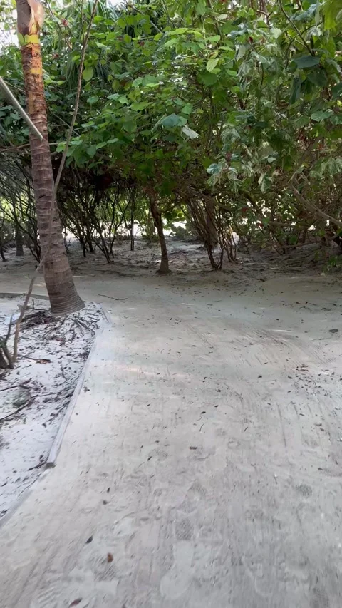 Vertical 4K POV Walking Down Empty Shaded Tree Alley Towards South Beach Stock Footage 335549440