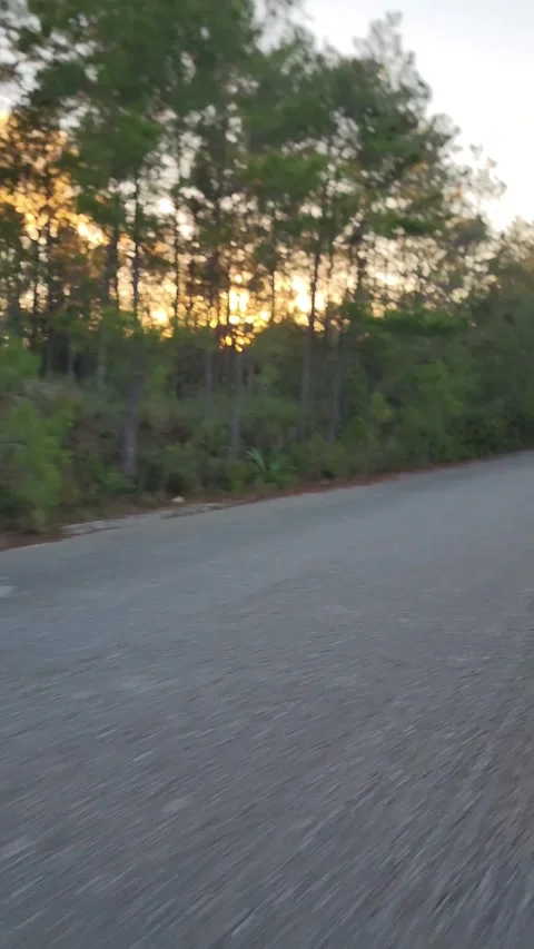 Vertical 4K road through pine forest at red sunset with cinematic lens flare Stock Footage 329075455
