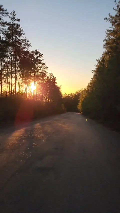 Vertical 4K road through pine forest at red sunset with cinematic lens flare Stock-Footage 329075488