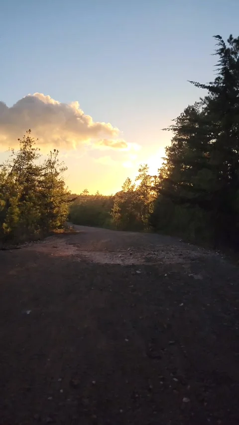 Vertical 4K road through pine forest at red sunset with cinematic lens flare Stock Footage 329075636