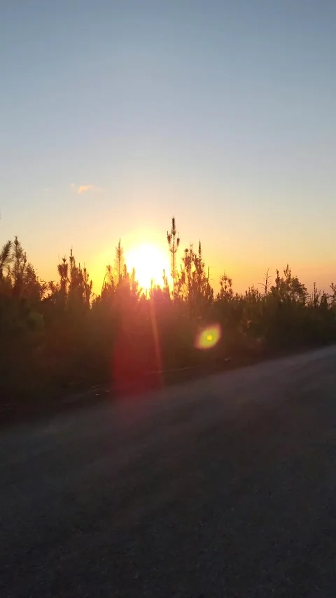 Vertical 4K road through pine forest at red sunset with cinematic lens flare Vidéo 329075655