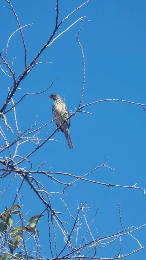 Vertical 4K shot of green tree with red fruits in natural environment Stock Footage 329072820