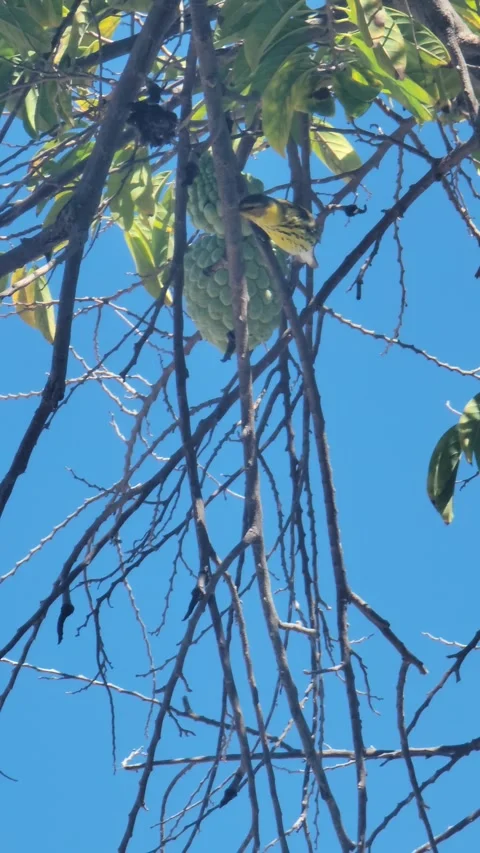 Vertical 4K shot of green tree with red fruits in natural environment Stock-Footage 329072898