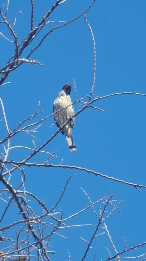 Vertical 4K shot of green tree with red fruits in natural environment Stock-Footage 329072972