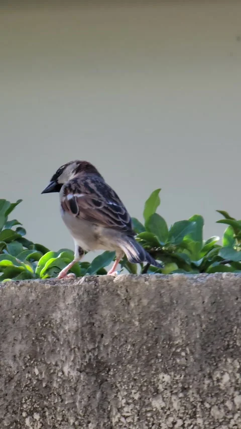 Vertical 4K shot of green tree with red fruits in natural environment Stock Footage 329073020