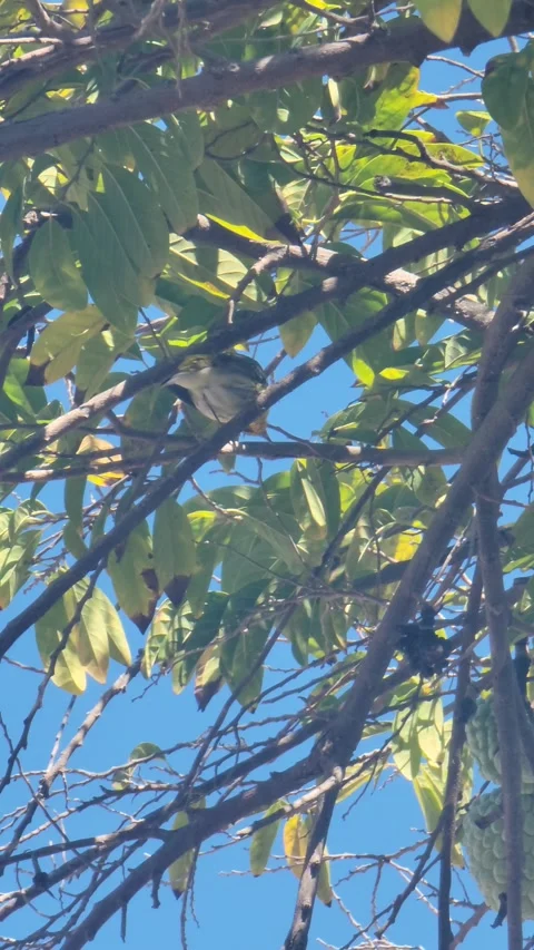 Vertical 4K shot of green tree with red fruits in natural environment Stock Footage 329073112