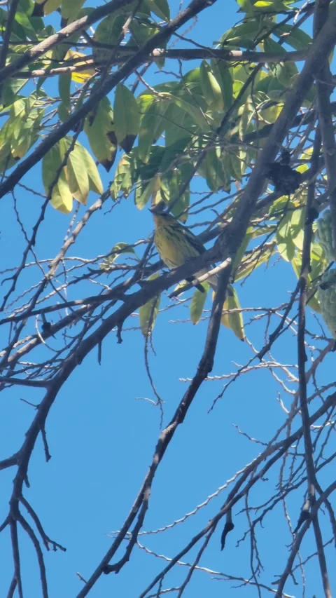 Vertical 4K shot of green tree with red fruits in natural environment Stock Footage 329073116