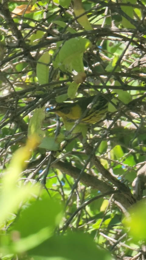 Vertical 4K shot of green tree with red fruits in natural environment Video stock 329073122