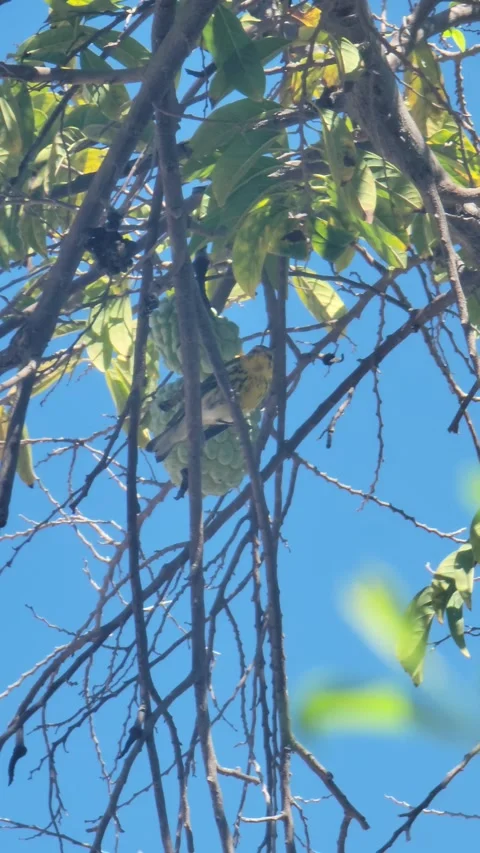 Vertical 4K shot of green tree with red fruits in natural environment Stock-Footage 329073156