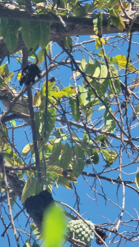 Vertical 4K shot of green tree with red fruits in natural environment Stock-Footage 329073165