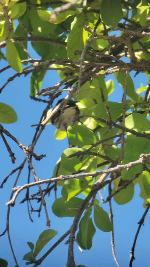 Vertical 4K shot of green tree with red fruits in natural environment Stock-Footage 329073222