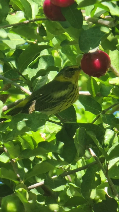 Vertical 4K shot of green tree with red fruits in natural environment 스톡 동영상 329073252