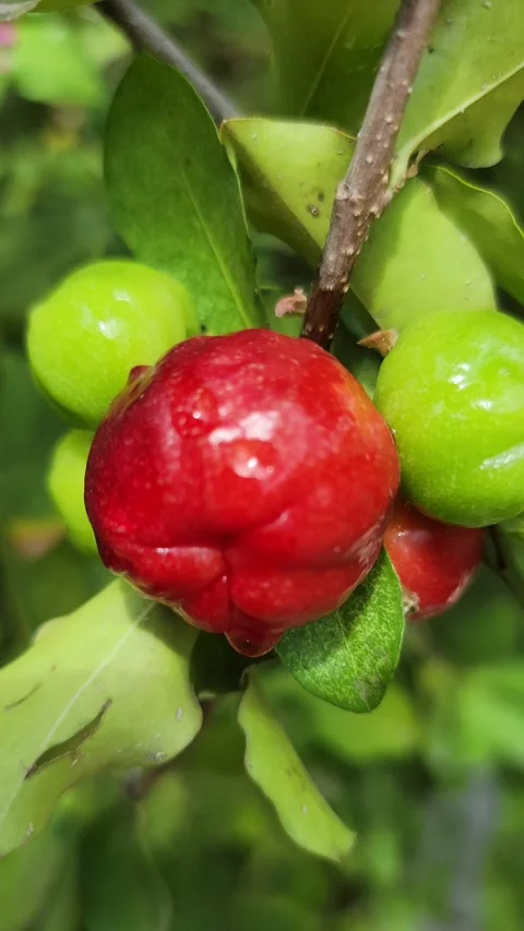 Vertical 4K shot of green tree with red fruits in natural environment Stock Footage 329073393