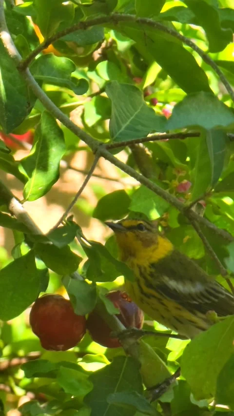 Vertical 4K shot of green tree with red fruits in natural environment Stock-Footage 329073606