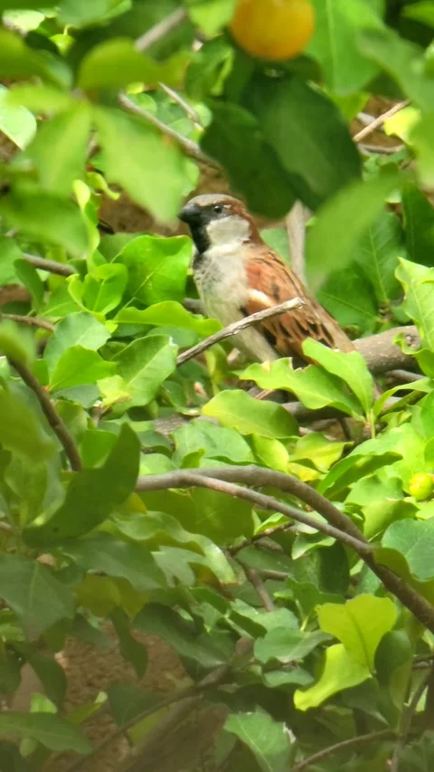 Vertical 4K shot of green tree with red fruits in natural environment Video stock 329075726