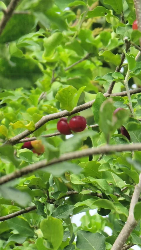 Vertical 4K shot of green tree with red fruits in natural environment Stock Footage 329075790